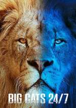 S2 E6 Big Cats 24/7 Season 2 Episode 6